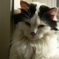 Photo #7855 de Plume