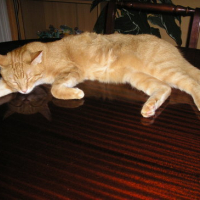 Photo #7927 de Mambo