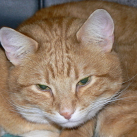 Photo #7939 de Mambo