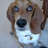 Photo #8131 de Rexii