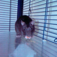 Photo #8299 de Patate
