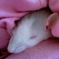 Photo #8317 de Minipix
