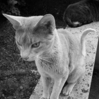 Photo #8347 de Toubidoo