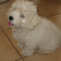 Photo #8485 de Daco