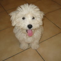 Photo #8497 de Daco