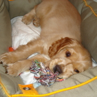 Photo #8551 de Cyrano