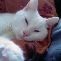 Photo #8917 de Pupuce