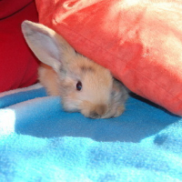 Photo #9133 de Appa
