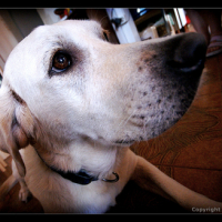 Photo #9295 de Tess