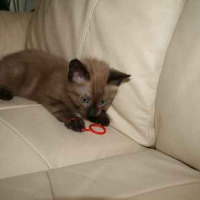 Photo #9625 de Tanguy