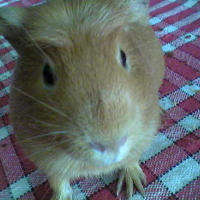 Photo #9955 de Piouh