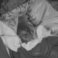 Photo #9967 de Piouh