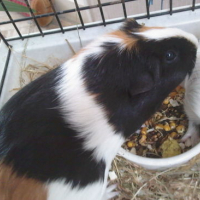 Photo #10045 de Noisette
