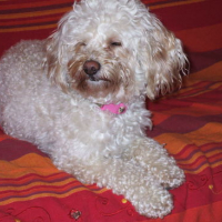 Photo #10147 de Bakara