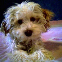 Photo #10153 de Bakara