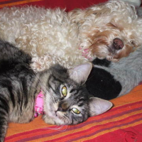 Photo #10159 de Bakara