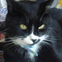 Photo #10483 de Hélios