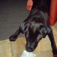 Photo #11059 de Caïzer