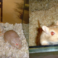 Photo #11173 de Bubulle
