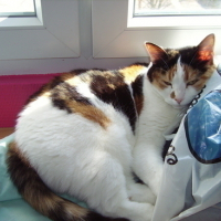 Photo #11263 de Piou piou