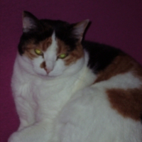 Photo #11269 de Piou piou