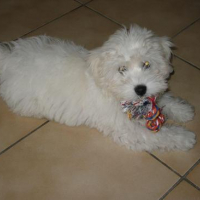 Photo #11737 de Daco