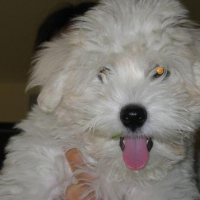 Photo #11743 de Daco