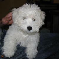 Photo #11749 de Daco