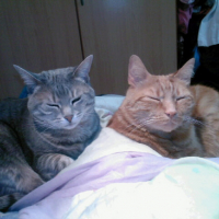 Photo #11869 de Simba