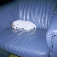 Photo #11941 de Chipie