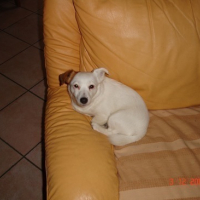 Photo #11947 de Chipie