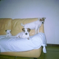 Photo #11953 de Chipie