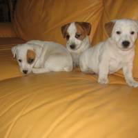 Photo #12049 de Wanda