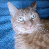 Photo #12055 de Simba