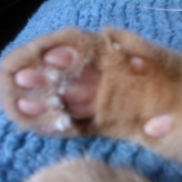 Photo #12061 de Simba