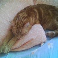 rouk_dort