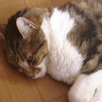 Photo #13039 de Gizmo