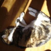 Photo #13051 de Gizmo