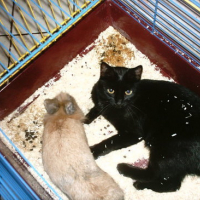 Photo #13225 de Virgule 