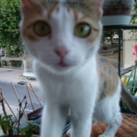 Photo #13291 de Vanille