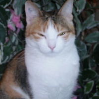 Photo #13297 de Vanille
