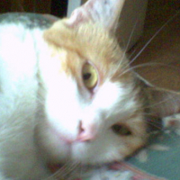 Photo #13303 de Vanille