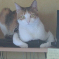 Photo #13309 de Vanille