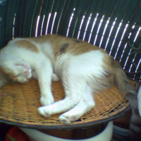 Photo #13315 de Vanille