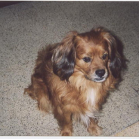 Photo #13471 de Gismo