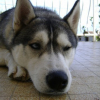 chewba03