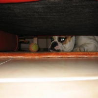 Photo #14791 de Patate