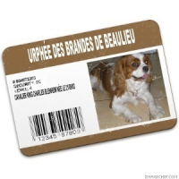 Photo #14839 de Urphée des brandes de beaulieu