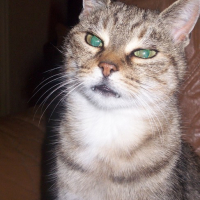 Photo #14917 de Tigroune 