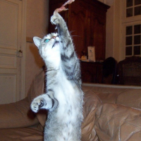 Photo #14923 de Tigroune 